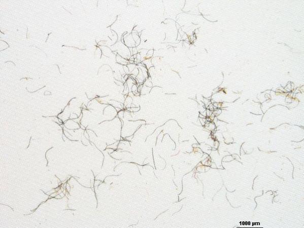 Sythetic microfibers poisen our oceans and body