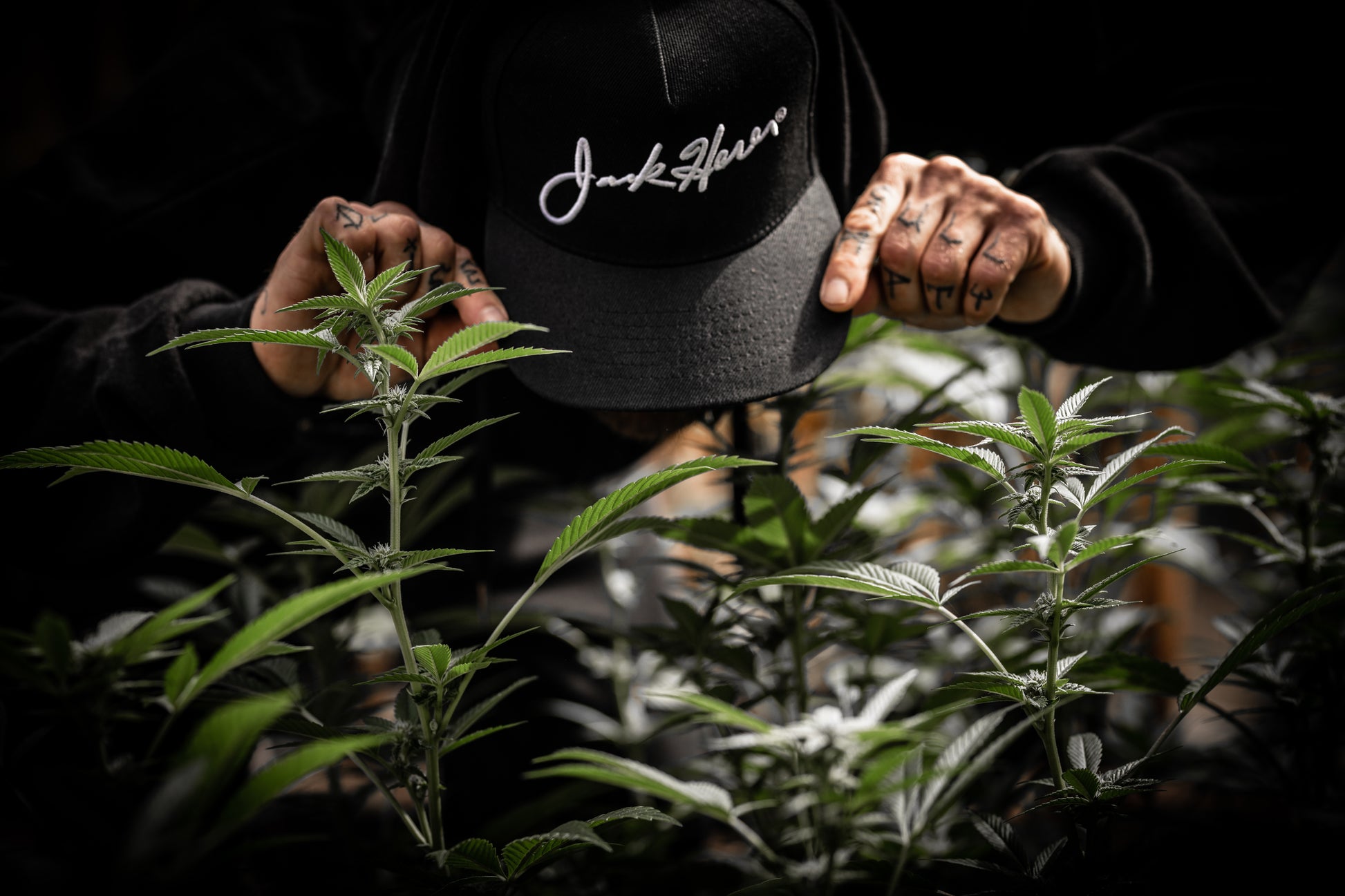 JACK HERER SIGNATURE HEMP CAP - HEMPZOO