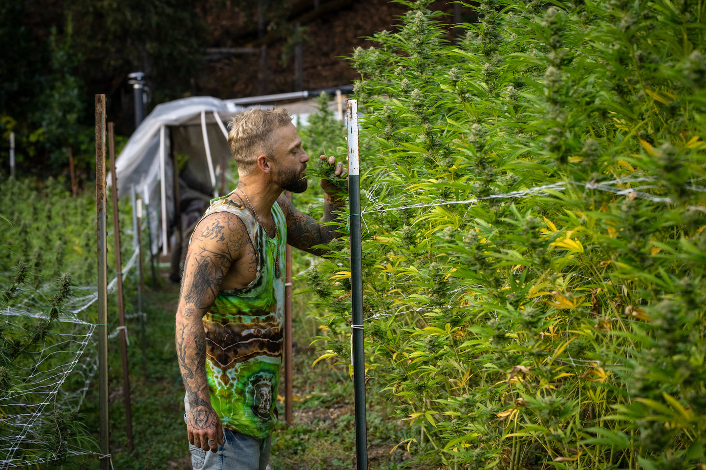 GEO-2 HEMP TANK - HEMPZOO