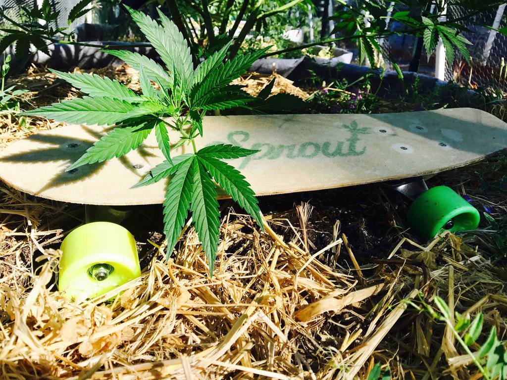 HEMP SKATEBOARD COMPLETE - HEMPZOO