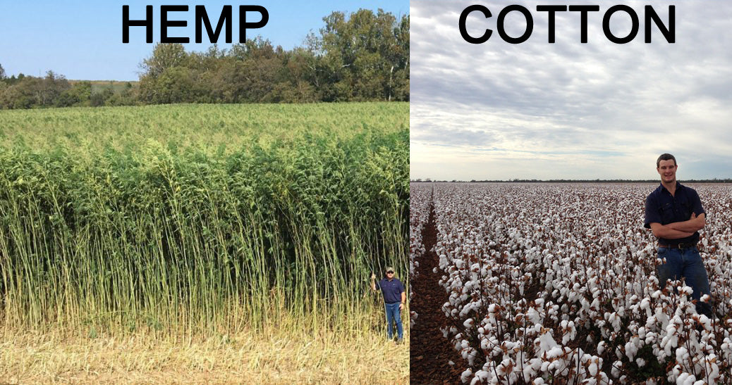 Hemp vs Cotton
