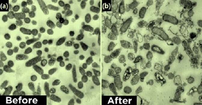 Cannabis oil kills cancer cells
